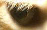 Josey's Eye